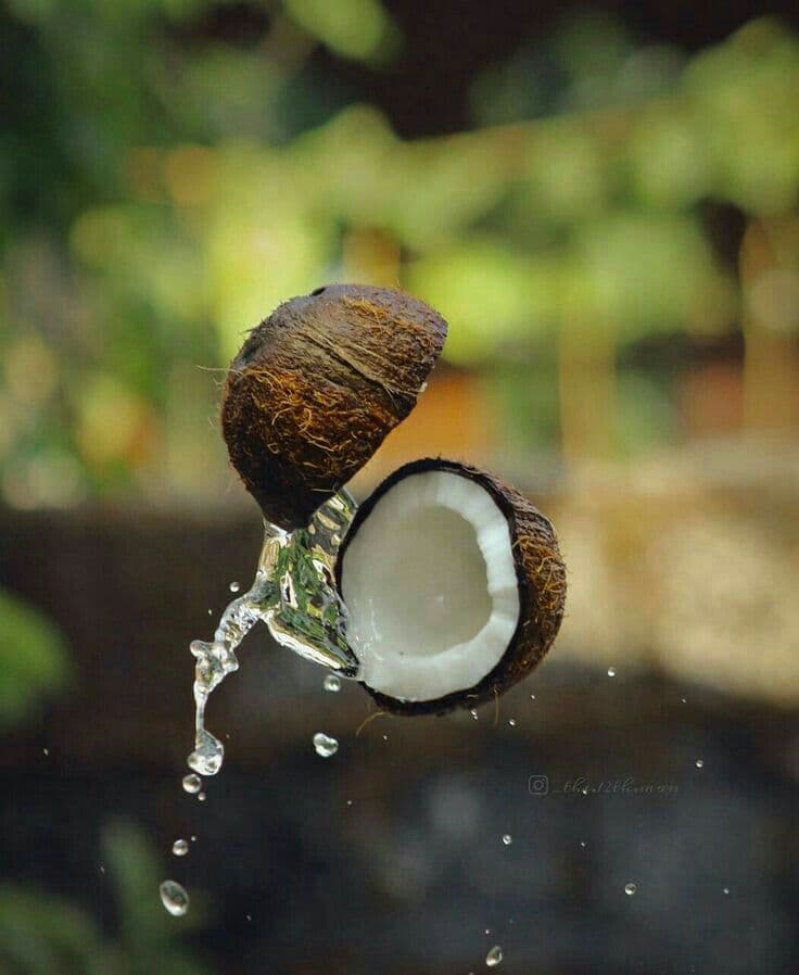 Coconuts